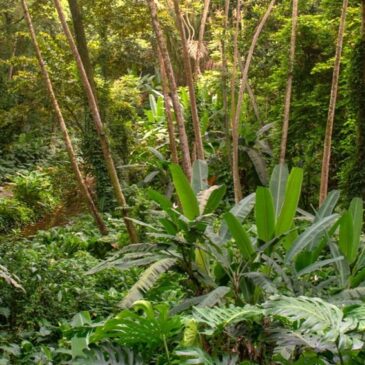 DS/Rio convida para um “Encontro” com a Trilha da Mata Atlântica no Jardim Botânico (29/5)