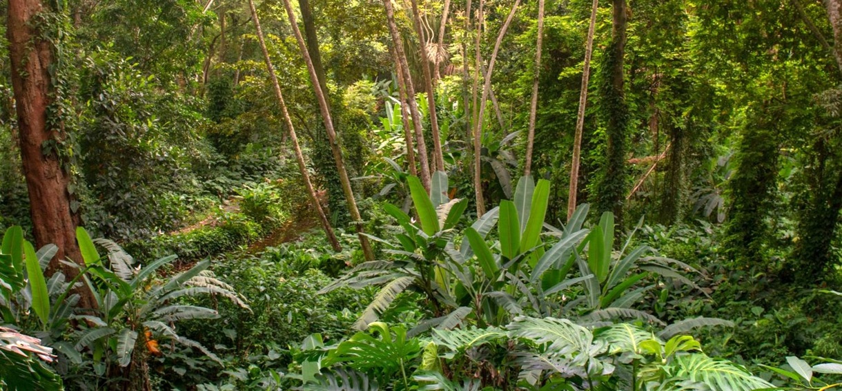 DS/Rio convida para um “Encontro” com a Trilha da Mata Atlântica no Jardim Botânico (29/5)