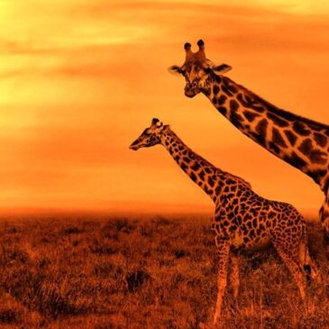 Convênio: Nature Turismo divulga roteiro para África do Sul, em setembro